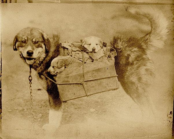 Dog by Dad Pix.jpg